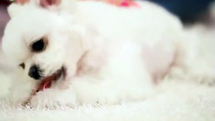 사상구출장안마 -후불100%ョOiOE7362E3210｛카톡BB5858｝ 사상구전지역출장안마 사상구오피걸 사상구출장마사지 사상구안마 사상구출장마사지 사상구콜걸샵ħłø