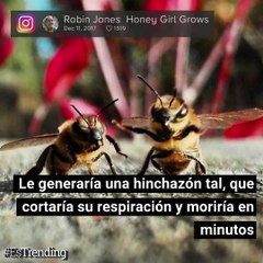 Increíble: mujer cura su alergia a las abejas inyectándose su veneno