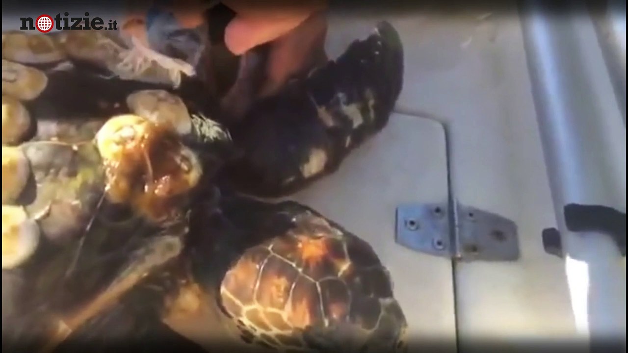 Salva la tartaruga intrappolata nella rete