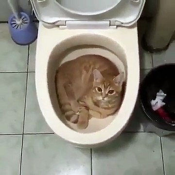 Cette chatte se cache toujours dans la cuve des toilettes quand elle fait une bêtise. Trop cute !