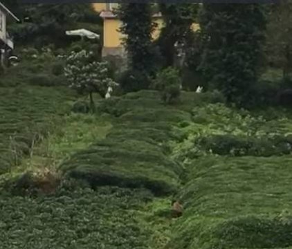 Rize'de ayı çay bahçesine girdi