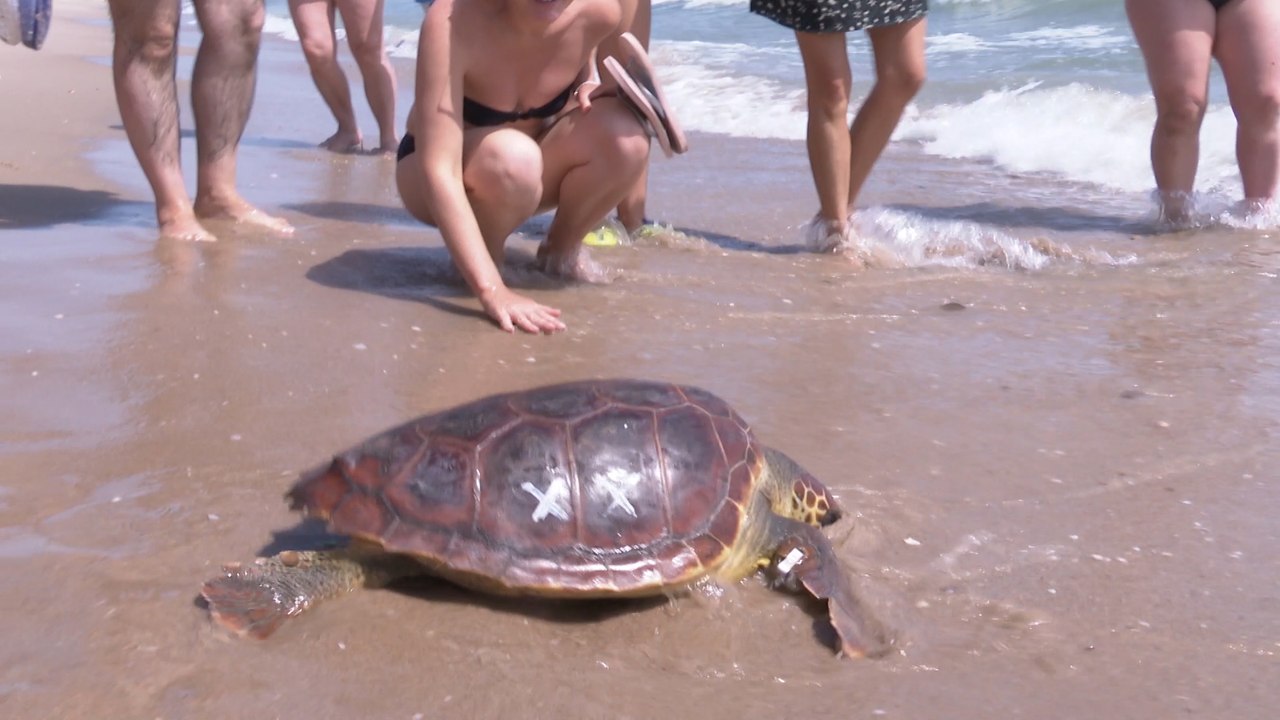 'Tortugas en el Mediterráneo', una iniciativa para sensibilizar