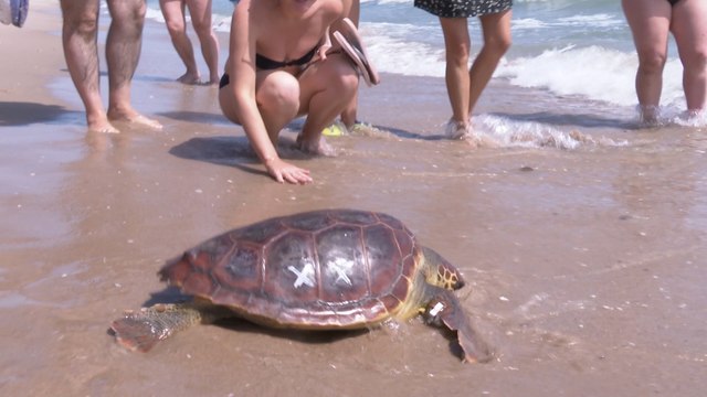 'Tortugas en el Mediterráneo', una iniciativa para sensibilizar