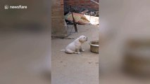 Tiny puppy imitates rooster crowing in China's Pei county