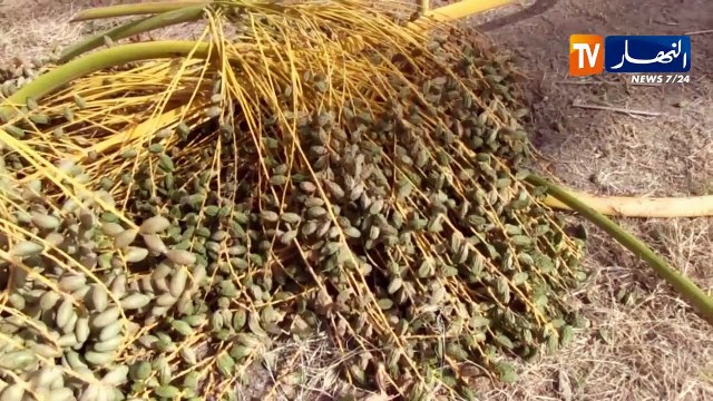 بسكرة: البوفروة تقضي على كميات كبيرة من محصول التمر بليوة