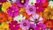 HOW TO PLANT AND CARE FOR COSMOS - GARDENING AT HOME