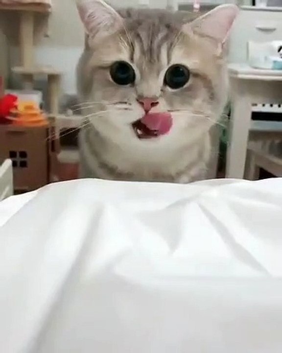 Ce superbe chaton sait comment se montrer persuasif. Trop chou !