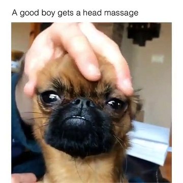 Quand un french-bulldog reçoit un massage du crane, voici ce que ça donne. Hilarant !