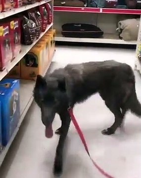 Ce chien-loup adore faire les courses. Regardez comment il s'amuse !