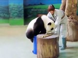 Trop drôle ! Regardez comment ce panda va tomber au sol !