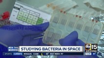 Studying bacteria in space