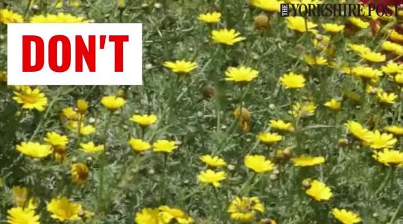 Hayfever advice