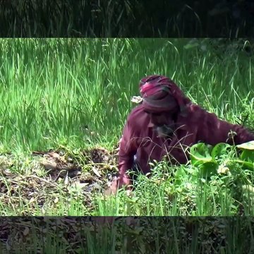 Asian Traditional Fishing by Village people Village Fishing in Bangladesh Village life
