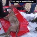 El emotivo rescate de un perro en un lago congelado de Turquía