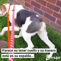 Cooper: el perro con síndrome de columna corta