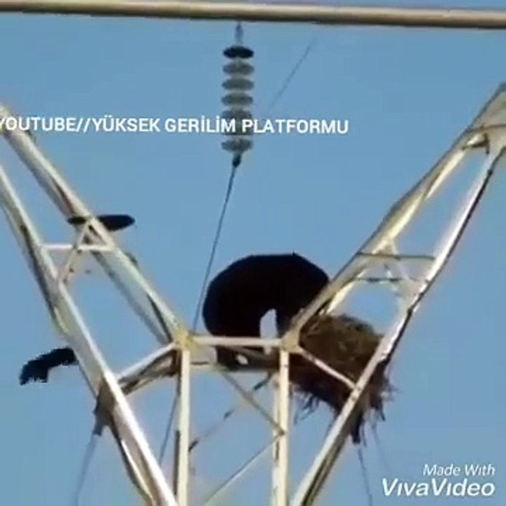 GIANT BEARS AND VENOMOUS SNAKES IN THE ENERGY TRANSFER LINE