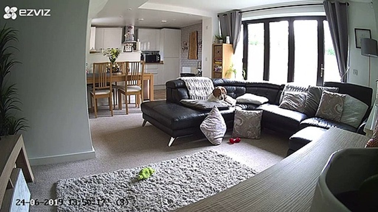 Ce chien perd son jouet.. il hurle à la mort LOL