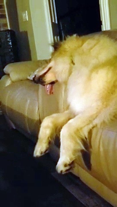 Ce chien perd sa langue quand il dort !