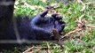 Cet énorme gorille s'est fait un nouvel ami : un minuscule galagos