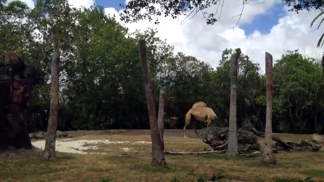 Un dromadaire sans tête qui continu à marcher...