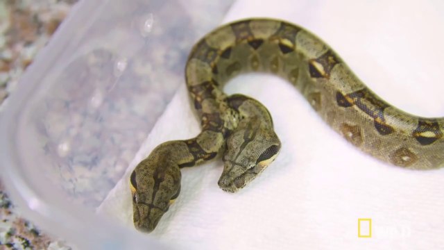 Ces scientifiques ont trouvé un serpent à 2 têtes... Du jamais vu