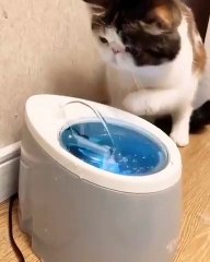 Ce chat est obsédé par son nouveau gadget. Regardez !
