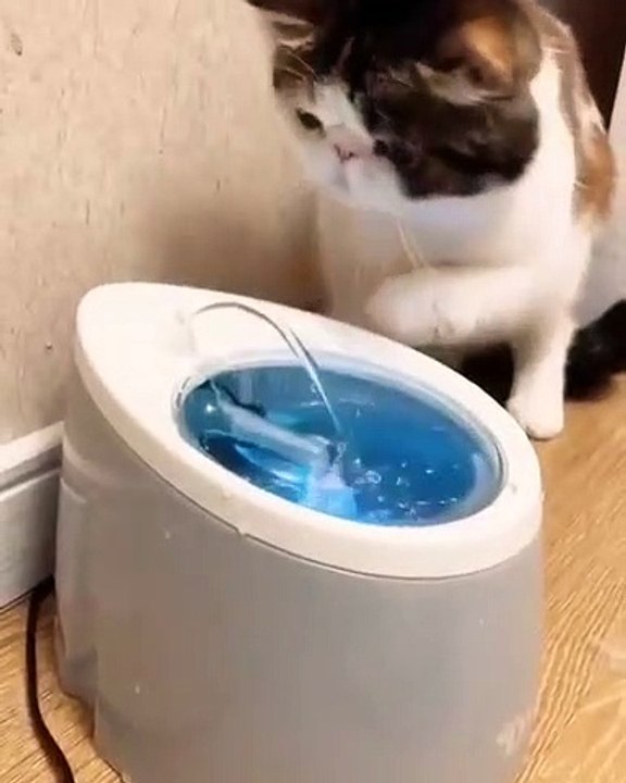 Ce chat est obsédé par son nouveau gadget. Regardez !