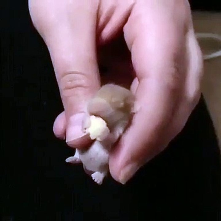 Regardez comment ce petit rat déguste du fromage. Trop mimi !