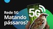 Rede 5G matando pássaros? [CT News]