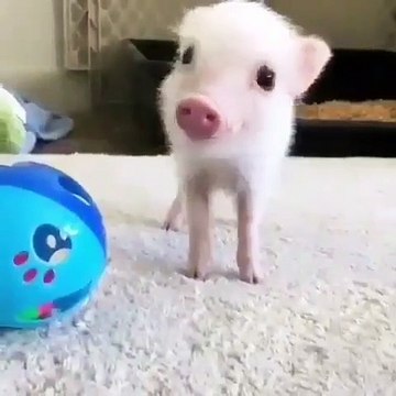 Ce bébé cochon prend des pauses comme une vraie modèle. Trop chou !