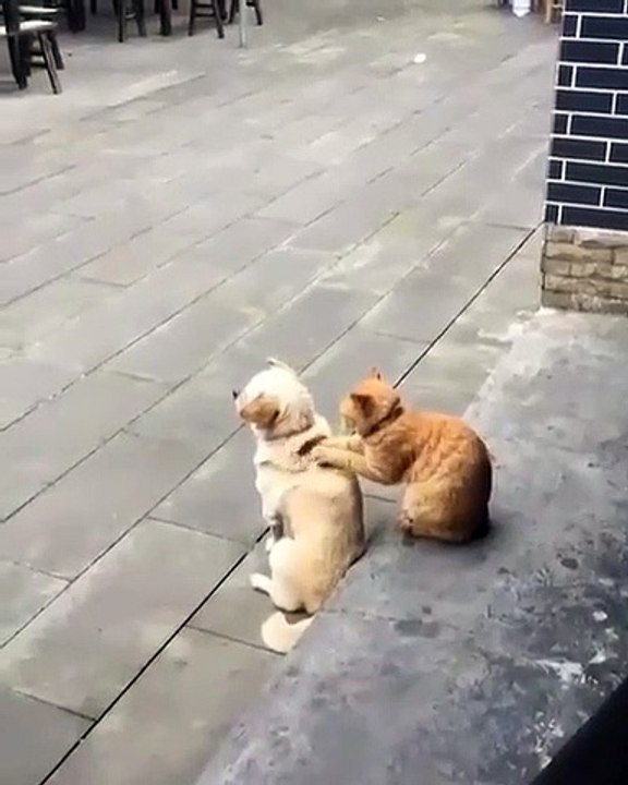 Ce chat refuse de laisser son frère tranquille. Regardez comment il l’embête !