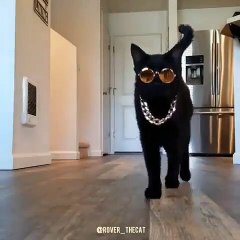 Époustouflant ! Admirez ce chat déguisé en rappeur !