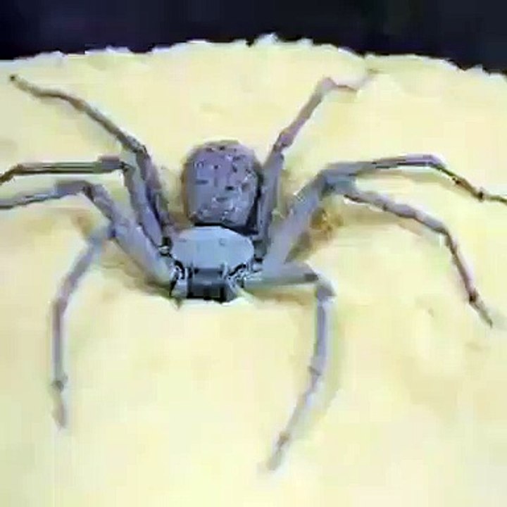 Cet araignée à 6 yeux joue à cache-cache. Trop mimi !