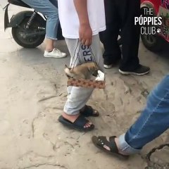 Ce chiot a trouvé un superbe refuge. Trop cute !