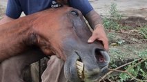 Group Of Rescue Workers Save A Trapped Horse