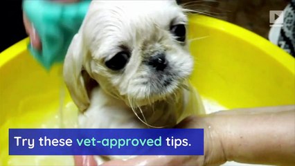 How Often Should You Bathe Your Dog?