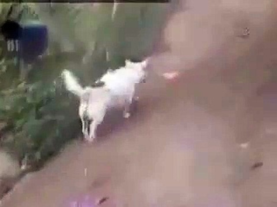 Un chien glisse dans une descente Vidéo Dailymotion