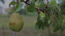 4 Surprising Health Benefits of Pears