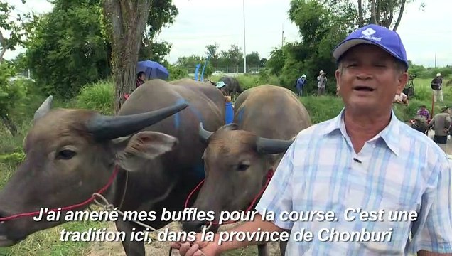 En Thaïlande, des courses de buffles dans la boue