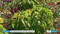 Restrictions d'eau dues à la sécheresse : Vendôme décide de stopper l'arrosage municipal des plantes et jardins