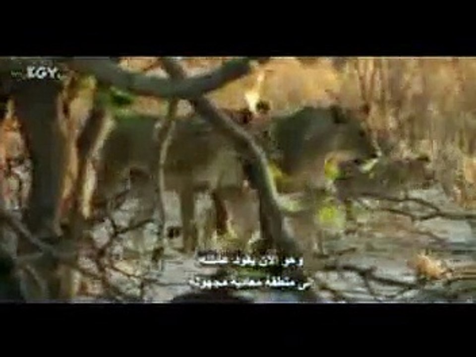 full  day with lion