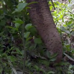 Longest Snake Bites And Threatens Elephant