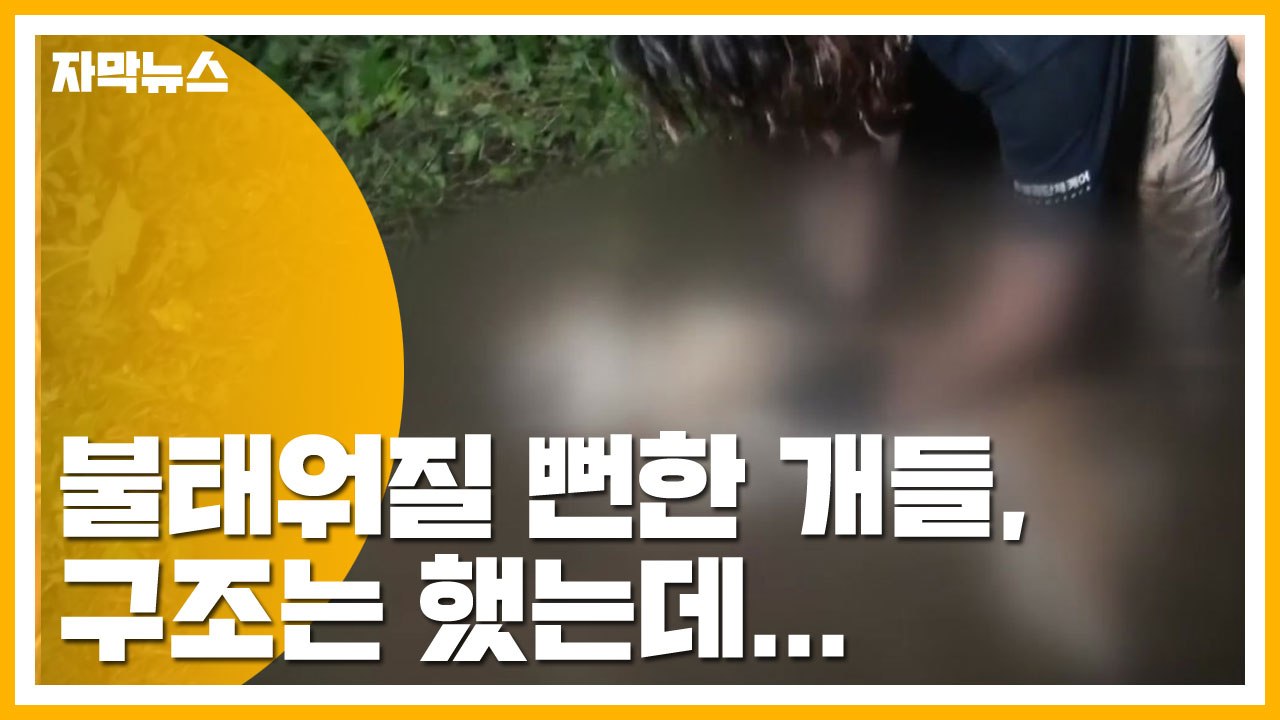 [자막뉴스] '복날' 앞두고 불태워질 뻔한 개들, 구조는 했는데... / YTN