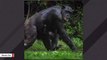 This Chimpanzee Was Born In Front Of Zoo Visitors