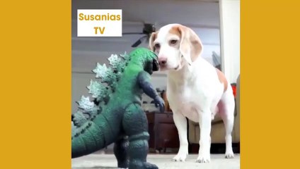Best friends animal TV: Halloween Prank- Skeleton Scares Dog