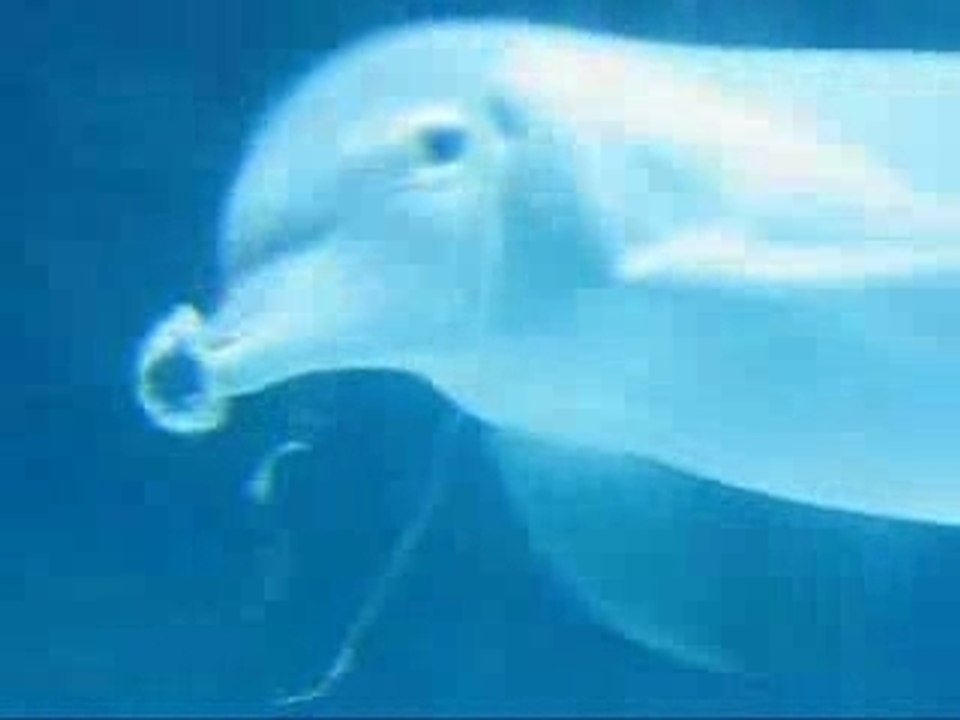 Dauphin qui joue avec des bulles A voir