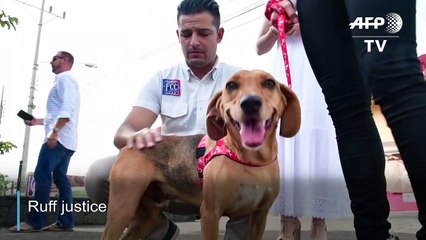 Ruff Justice : dog attends animal abuse trial in Costa Rica