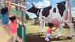 Taimur Ali Khan & Inaaya Naumi enjoy with animals in dairy farm; Check out | FilmiBeat