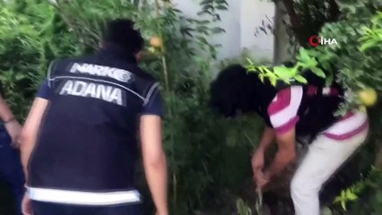 Bu da kenevir serası...Bahçesine ektiği kenevirleri sarmaşıklarla gizledi