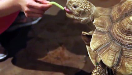 달서출장안마 -후불100%ョ O7Os7333s9649｛카톡VV23} 달서전지역출장안마 달서오피걸 달서출장마사지 달서안마 달서출장마사지 달서콜걸샵ЕЁЖ